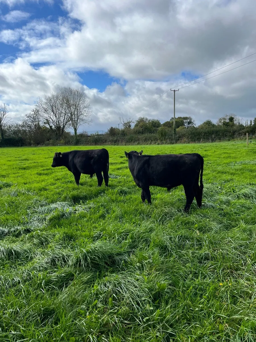 AA & HEX Weanlings - Image 1
