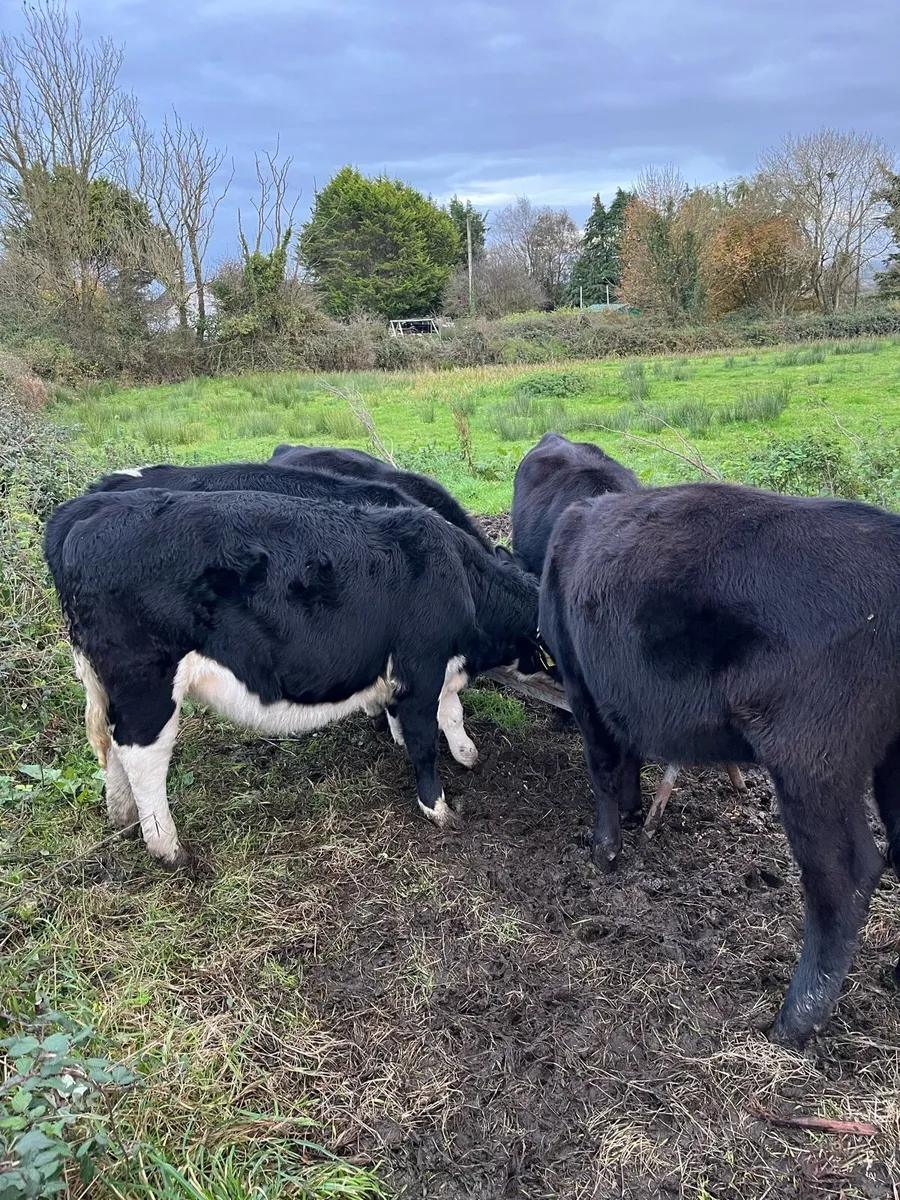 AA & HEX Weanlings - Image 2