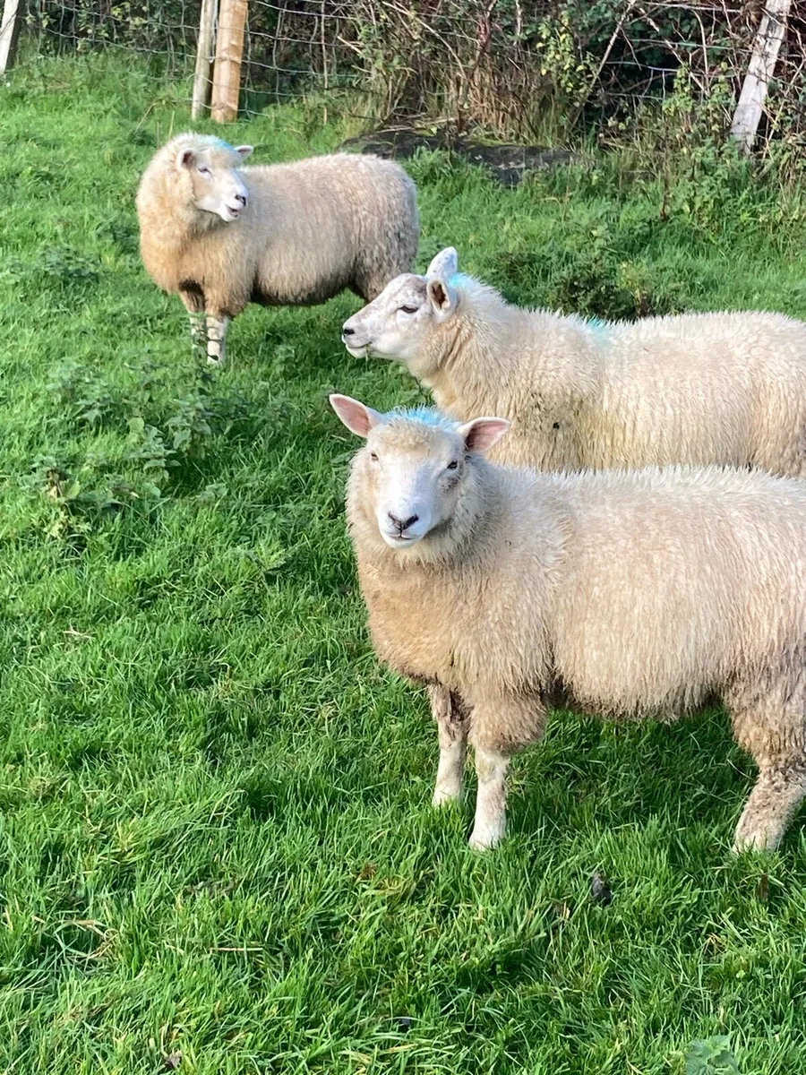 Sheep - Image 2