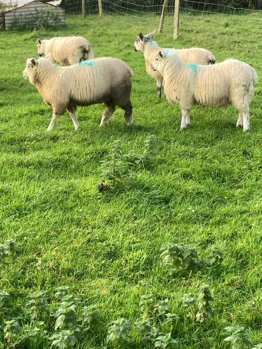 Sheep - Image 3
