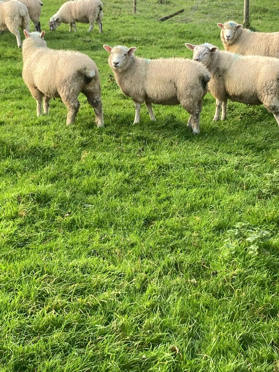 Sheep - Image 4