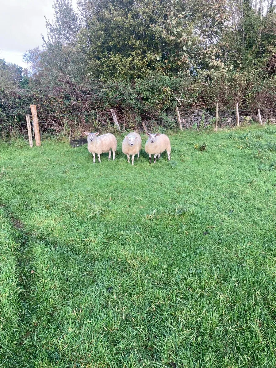 Sheep - Image 1