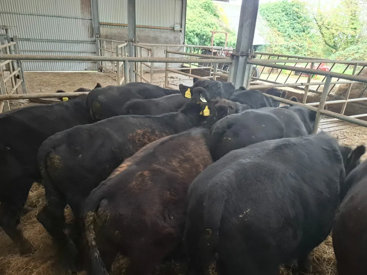 PEDIGREE ORGANIC BULLS - Image 1