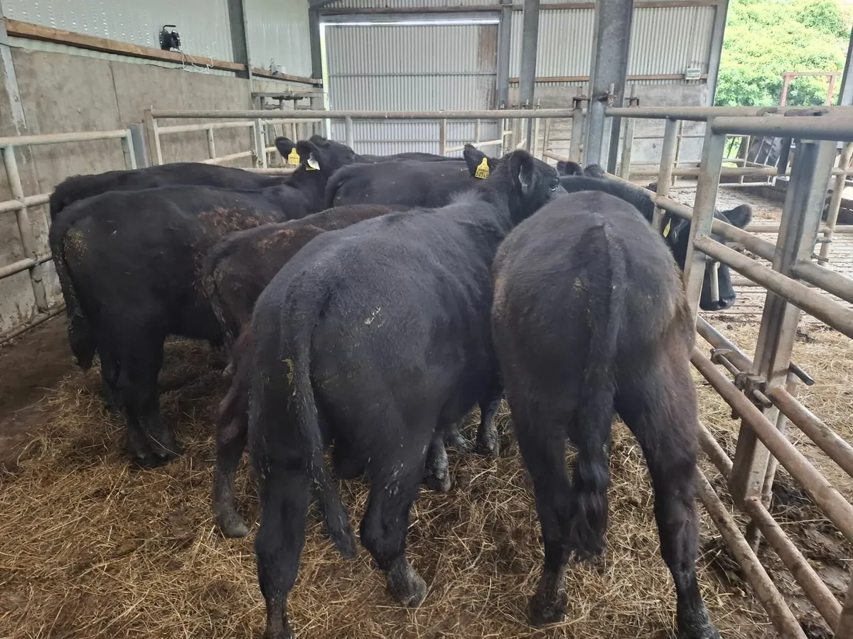 PEDIGREE ORGANIC BULLS - Image 2