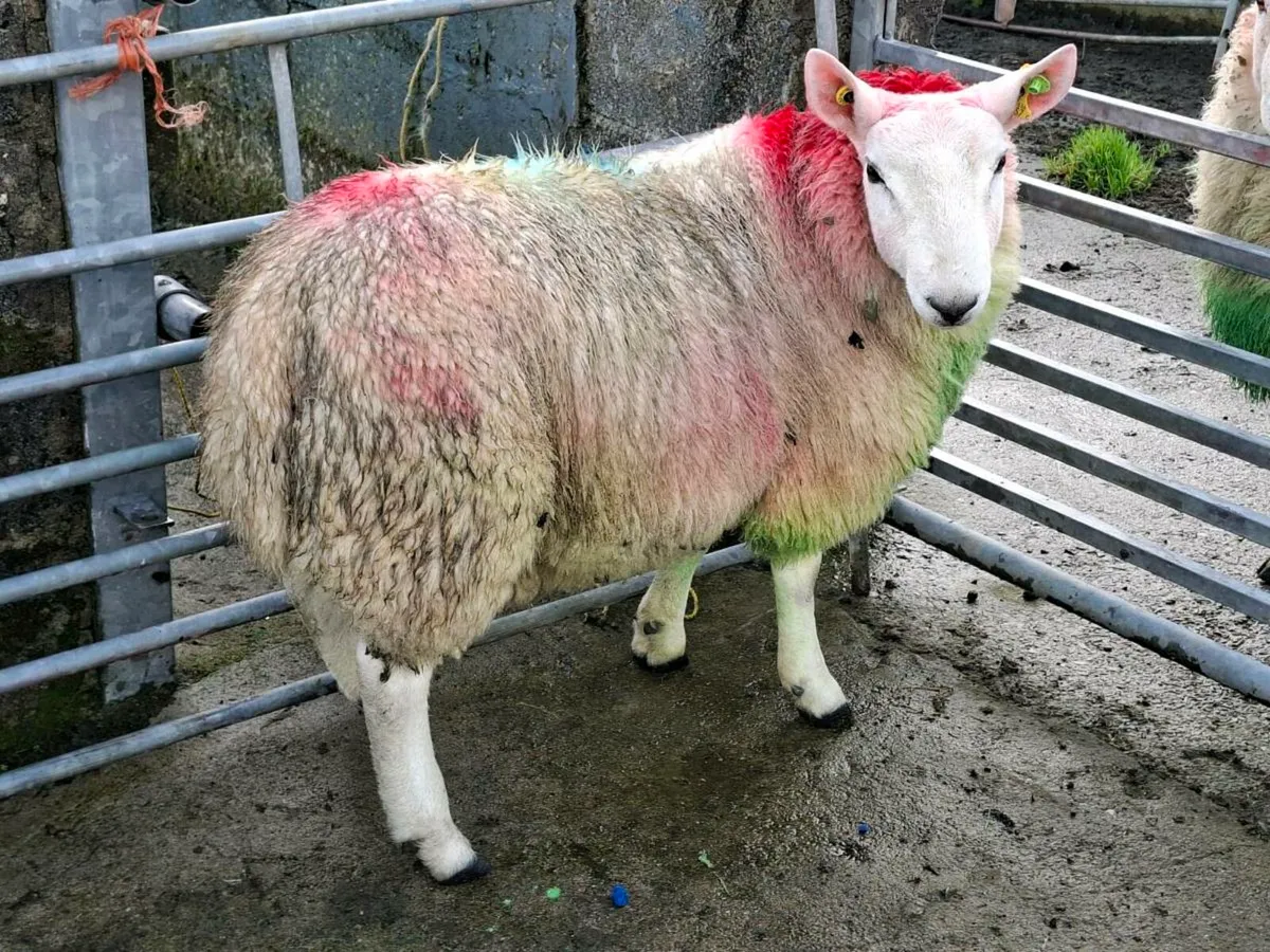 SIS North Country Cheviot Ram Lamb
