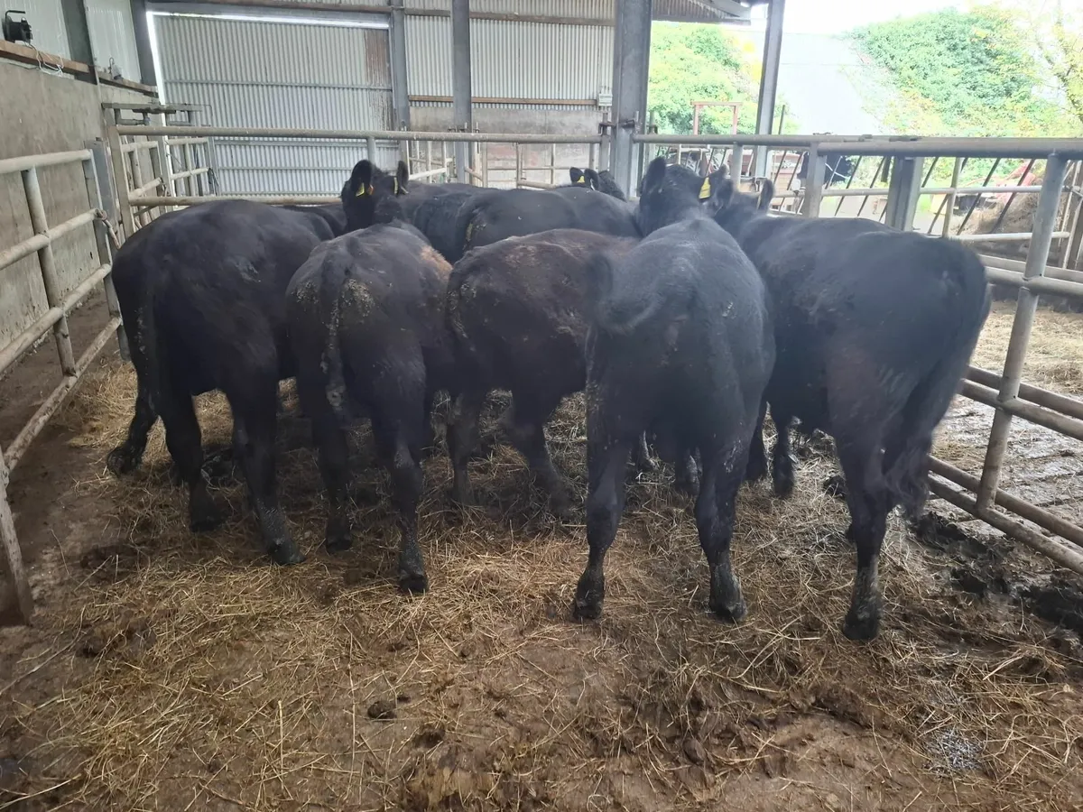 PEDIGREE ORGANIC BULLS - Image 3