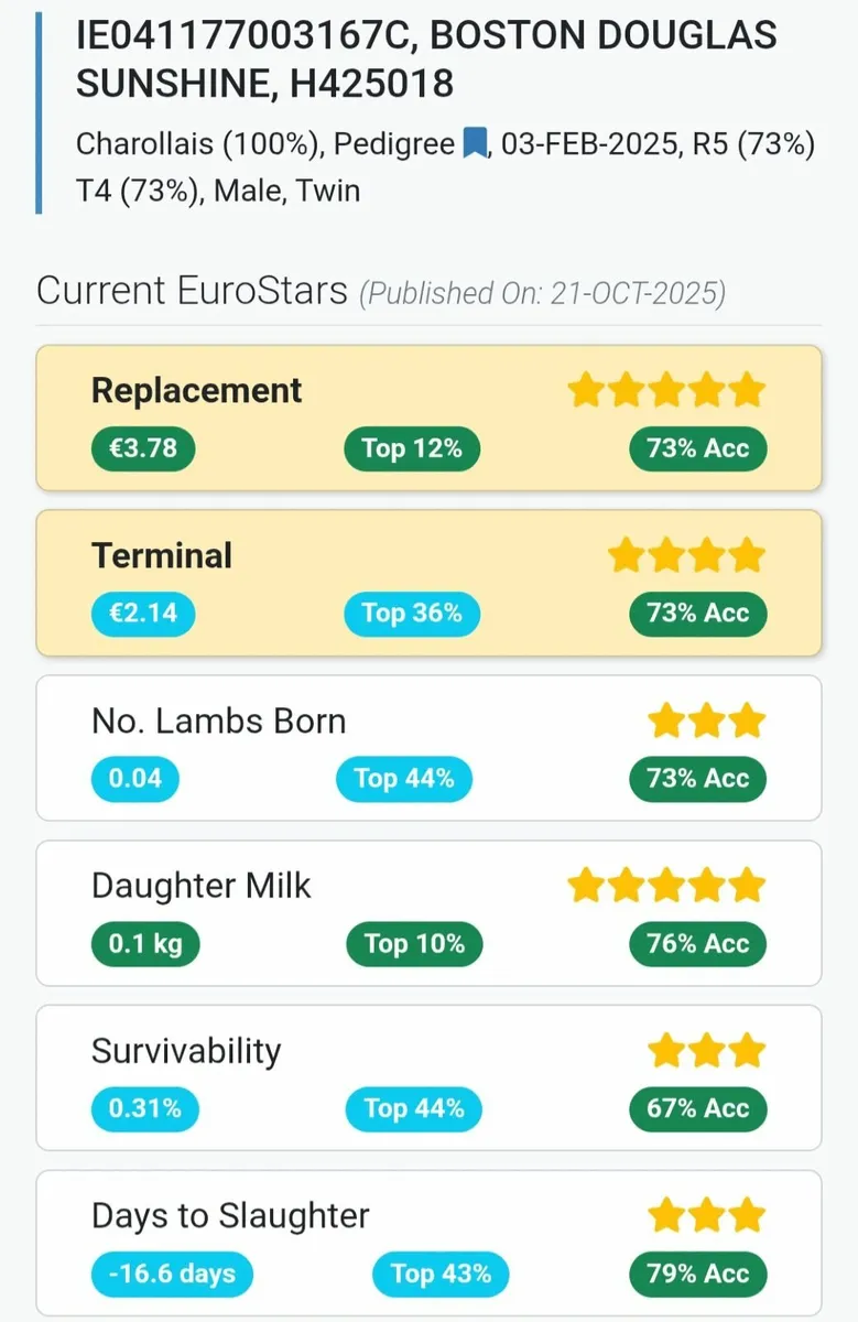 Purebred Registered Charlollais SIS 🌟 rated - Image 3