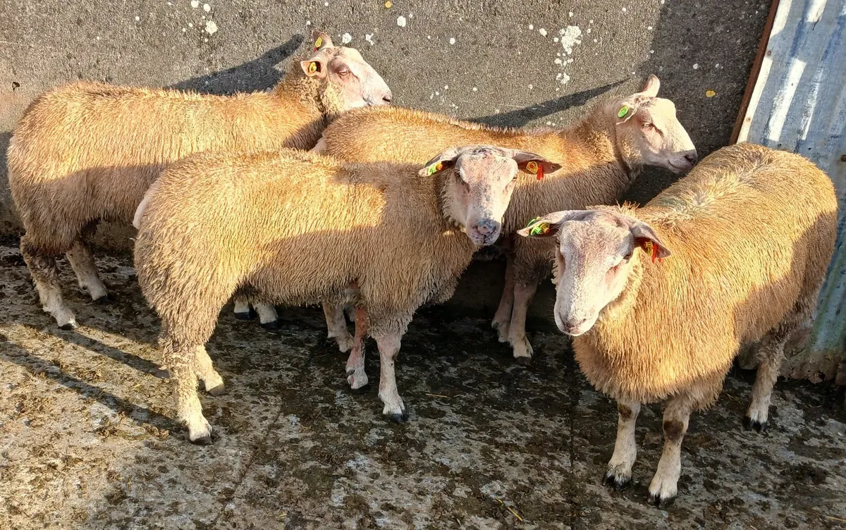 Purebred Registered Charlollais SIS 🌟 rated - Image 4