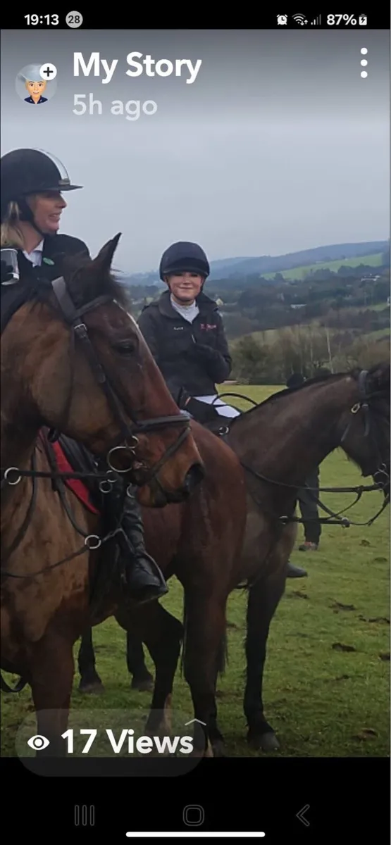 16hh Irish sports horse - Image 2