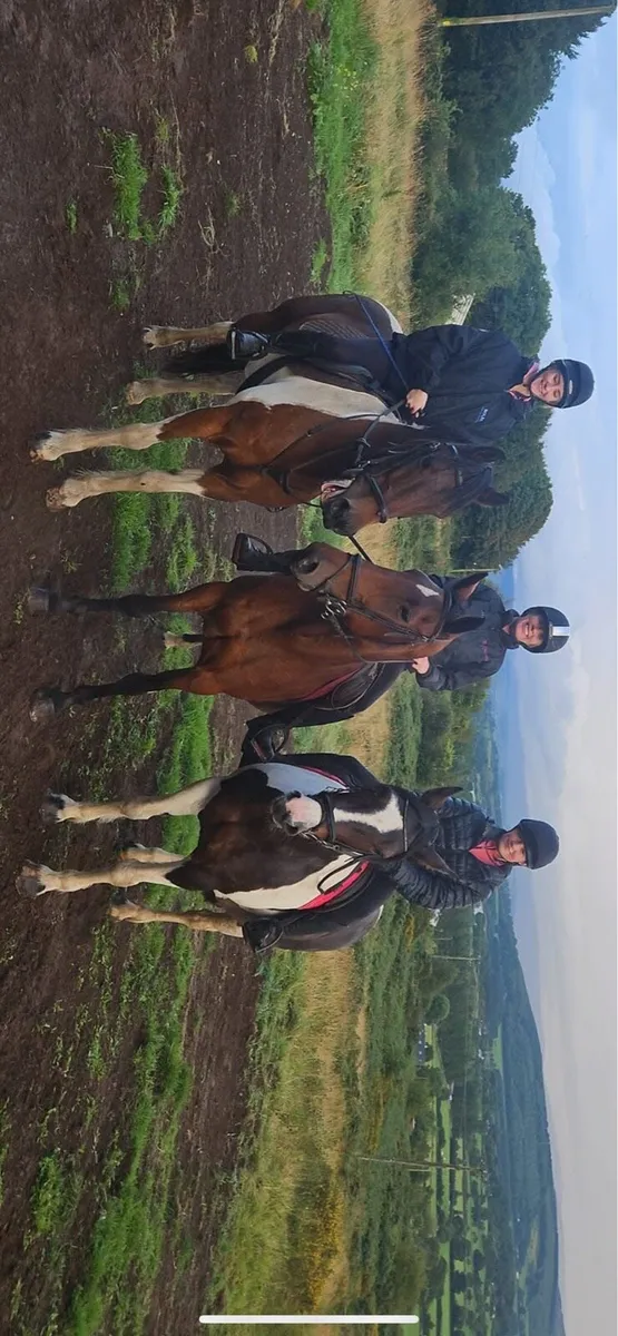 16hh Irish sports horse - Image 3