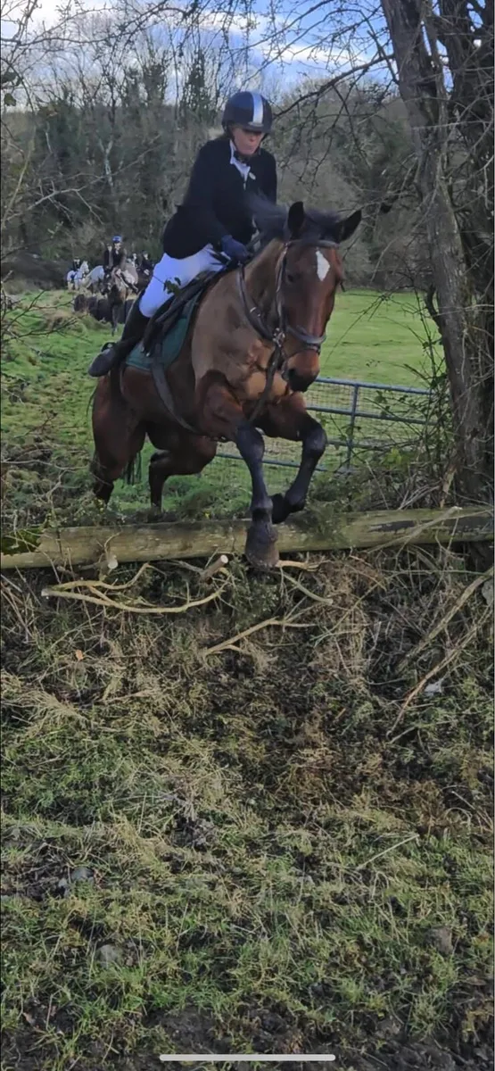 16hh Irish sports horse - Image 4