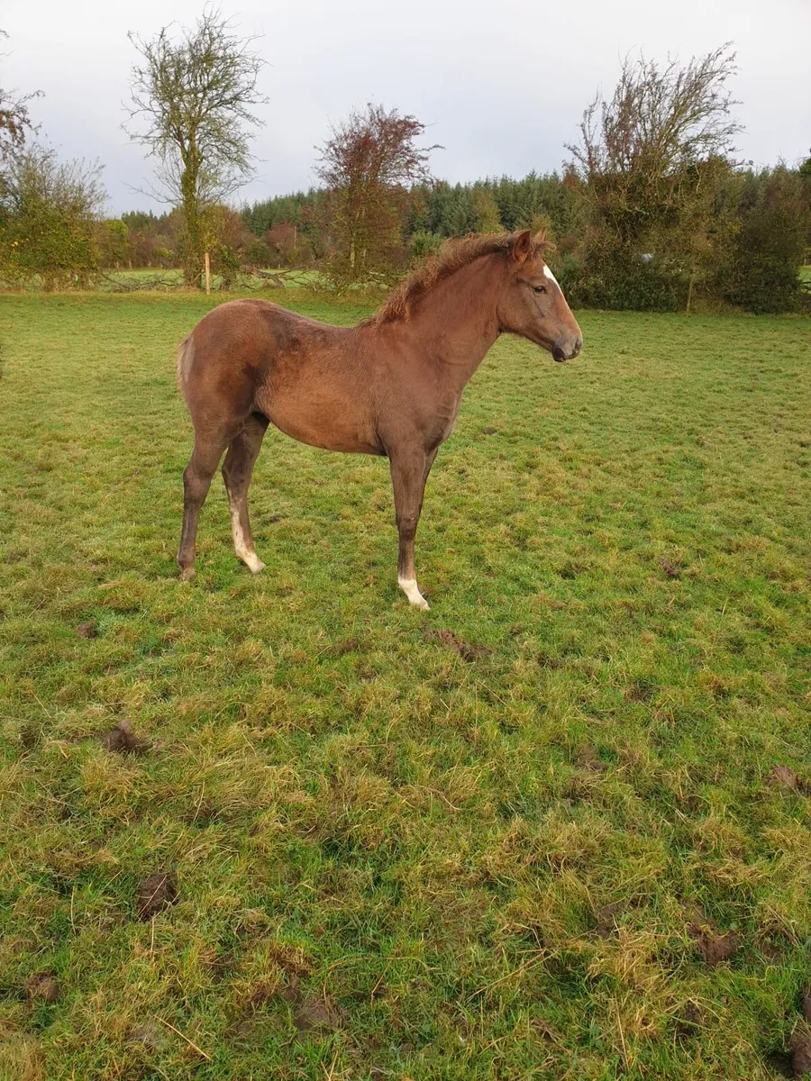 Filly foal - TIH - Image 1