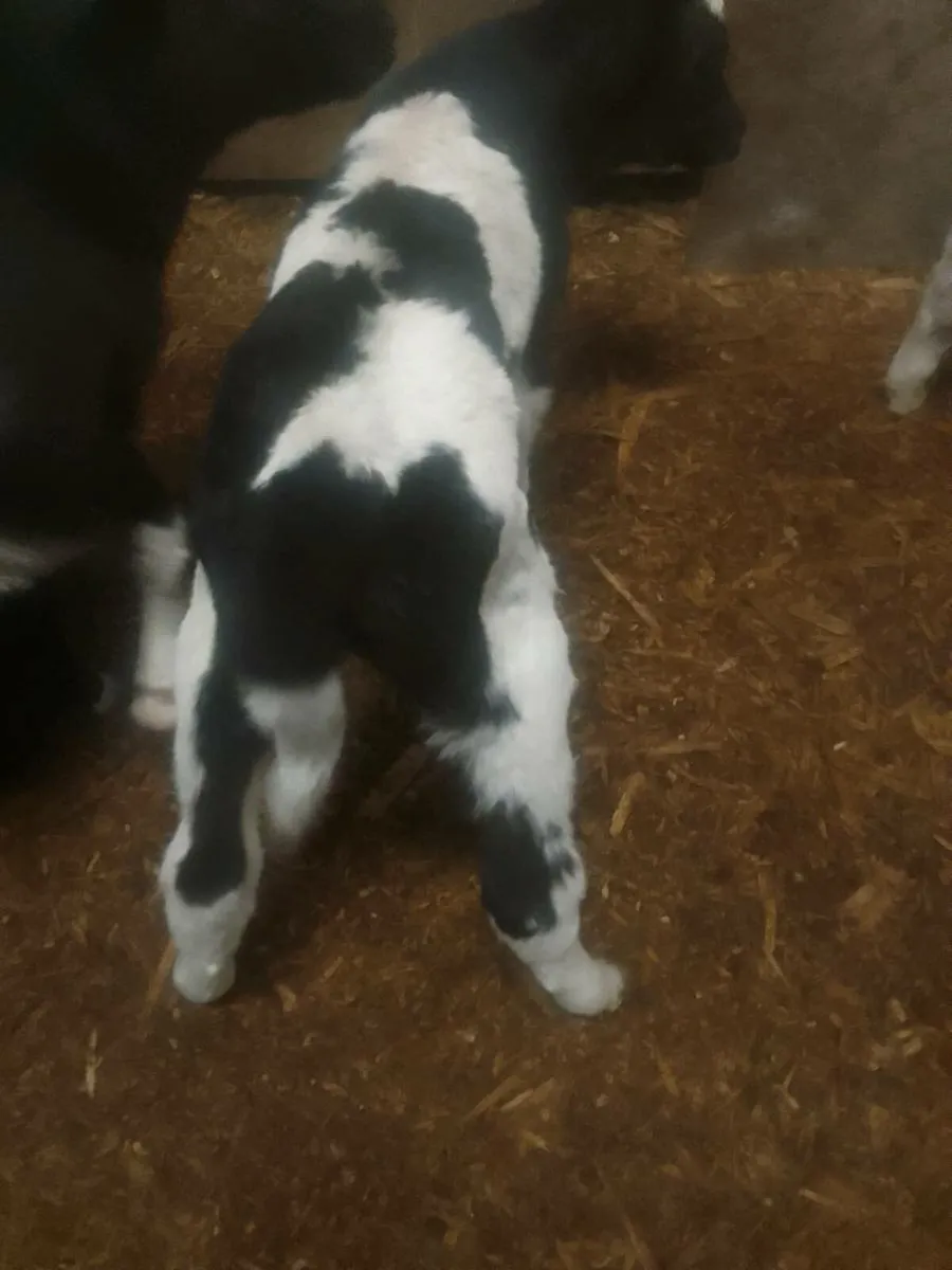 Calves - Image 1