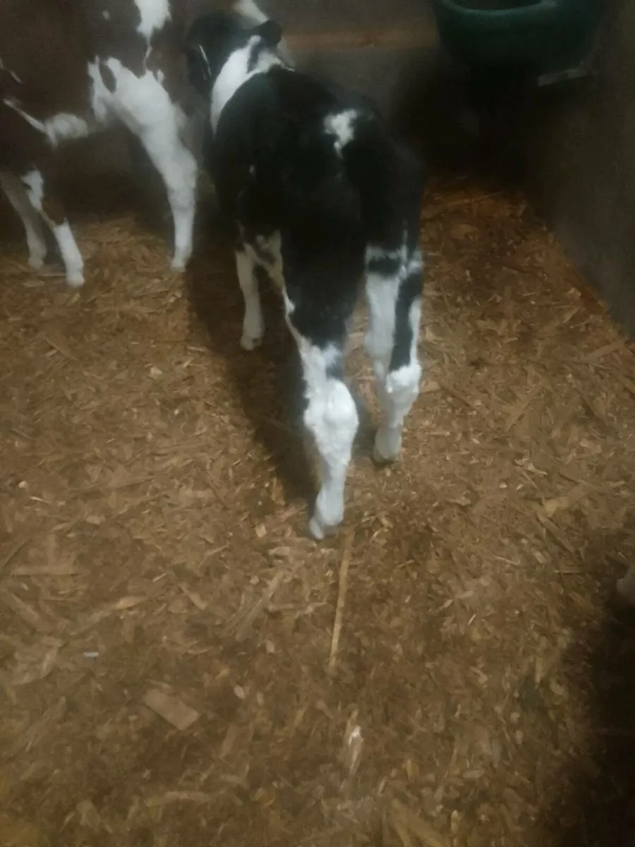 Calves - Image 2