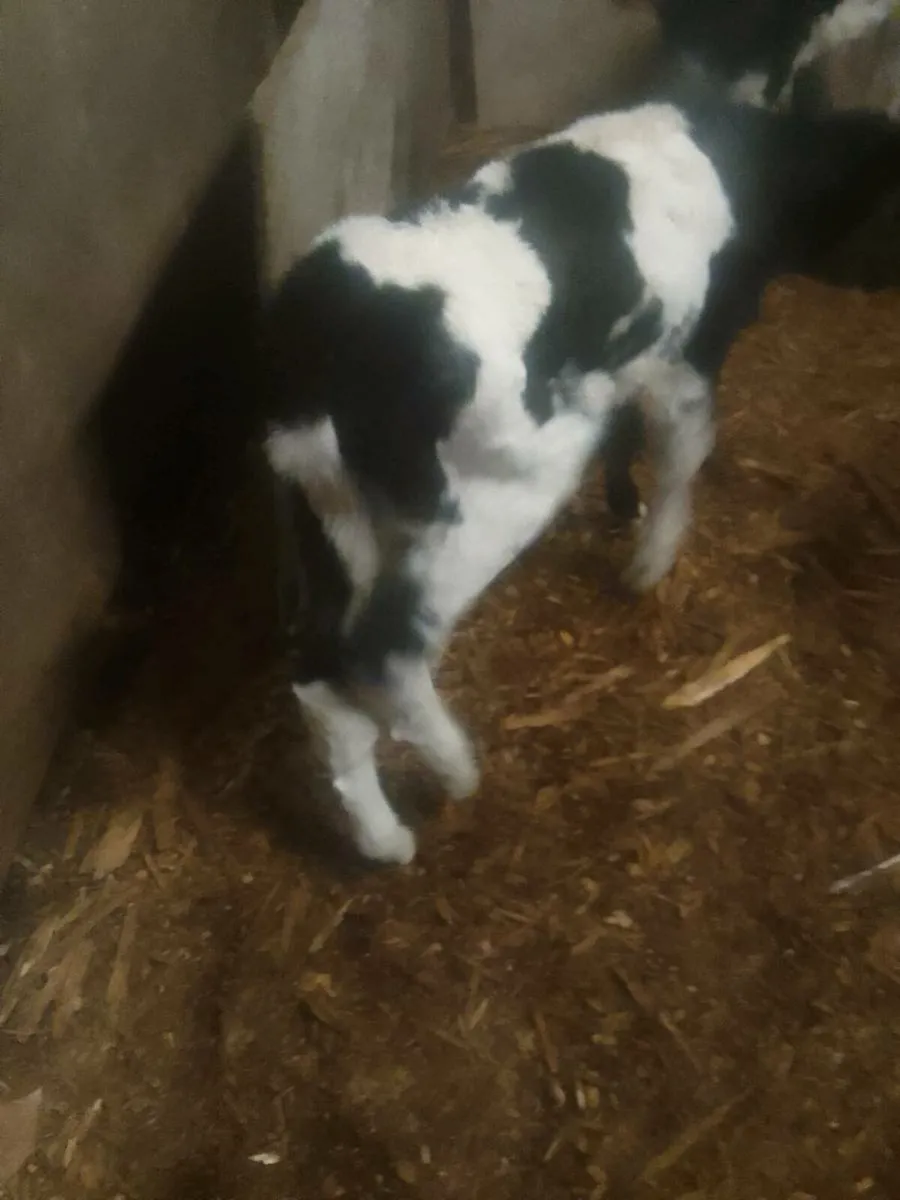 Calves - Image 3