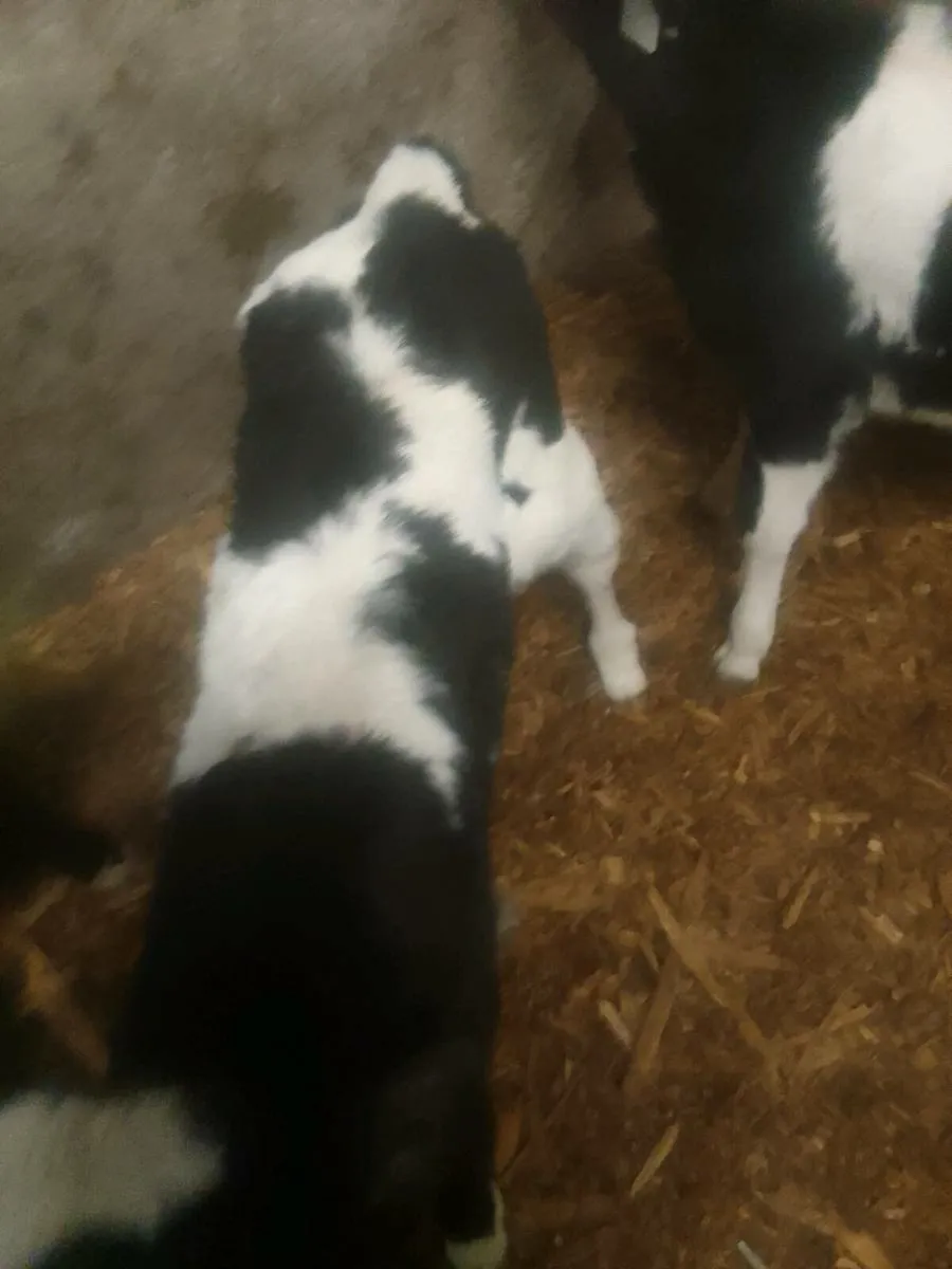 Calves - Image 4