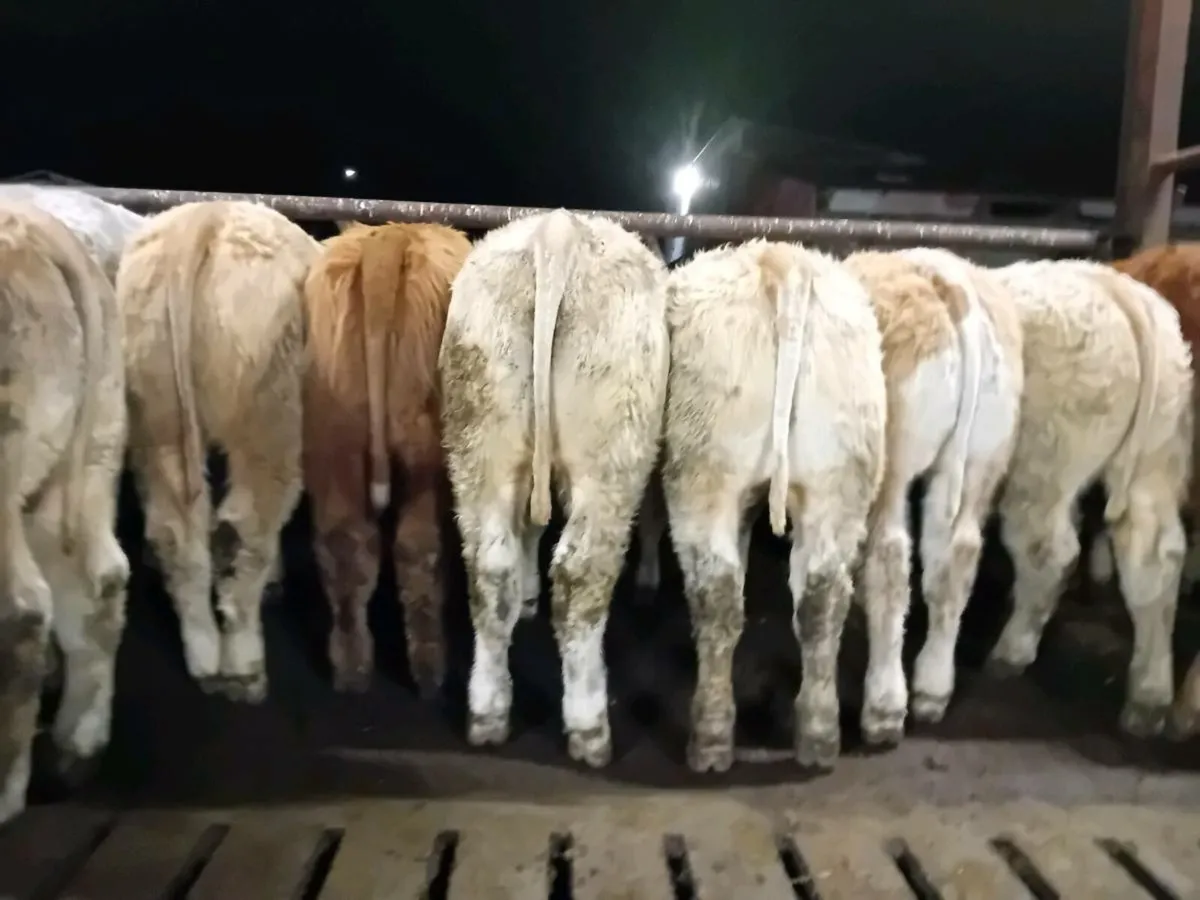 20 Smashing U grade bull Weanlings - Image 1