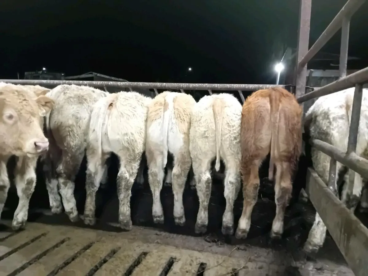 20 Smashing U grade bull Weanlings - Image 2