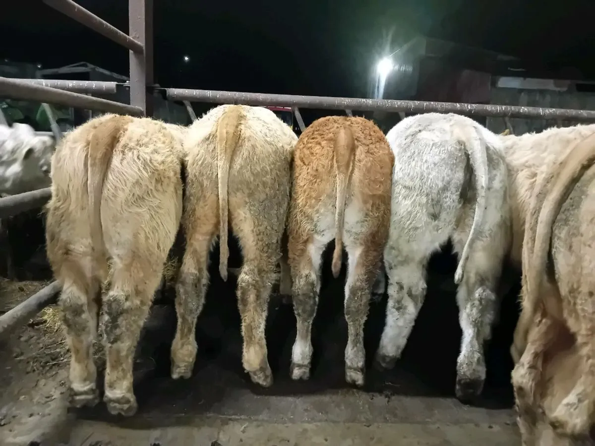 20 Smashing U grade bull Weanlings - Image 3
