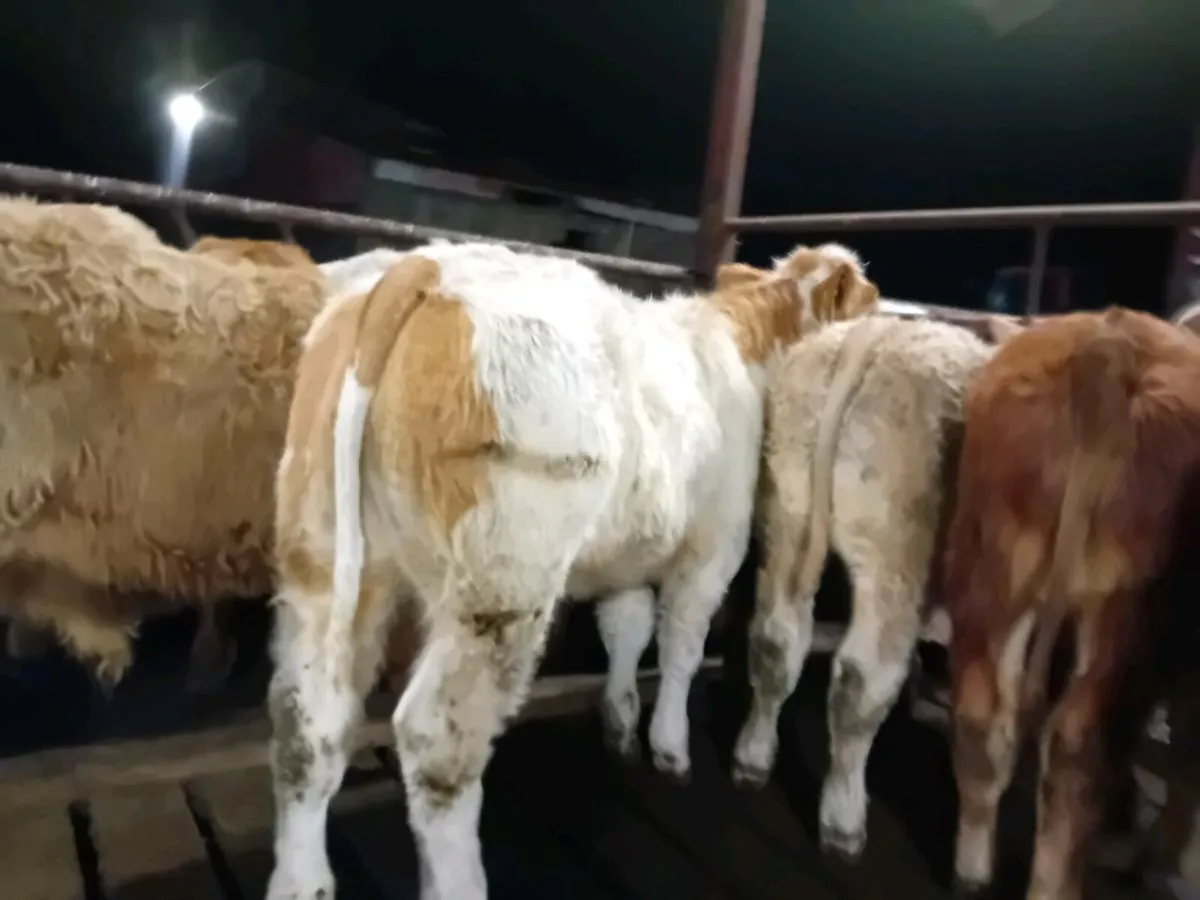 20 Smashing U grade bull Weanlings - Image 4