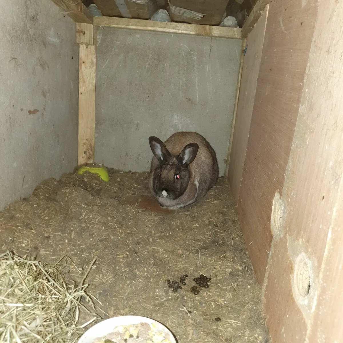Pet rabbits - Image 3