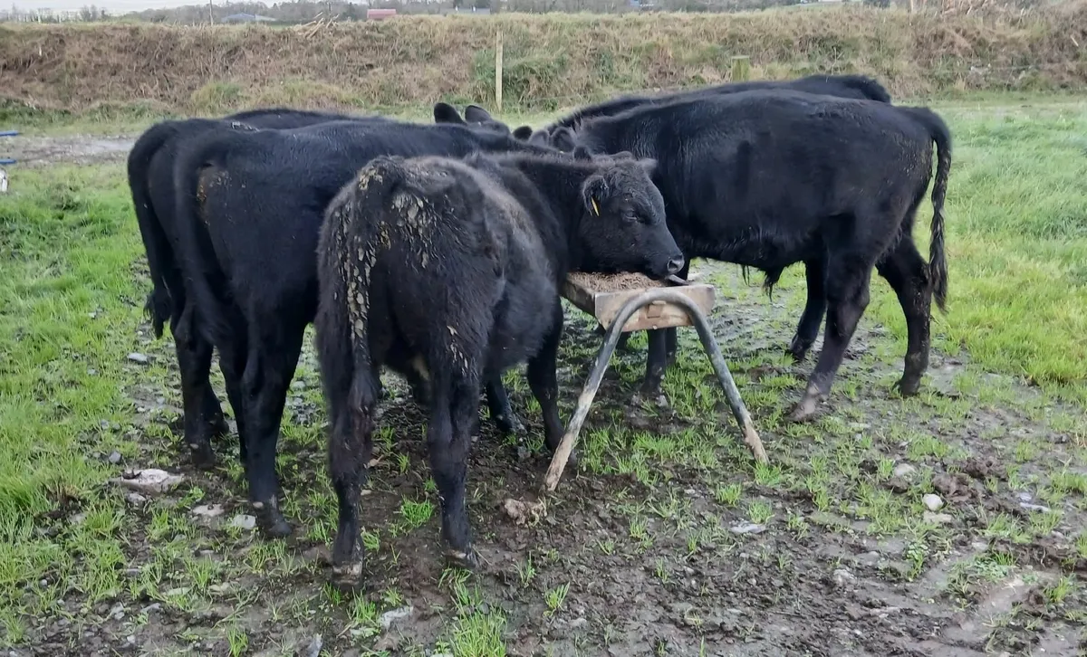 AA and Hereford bulls - Image 2