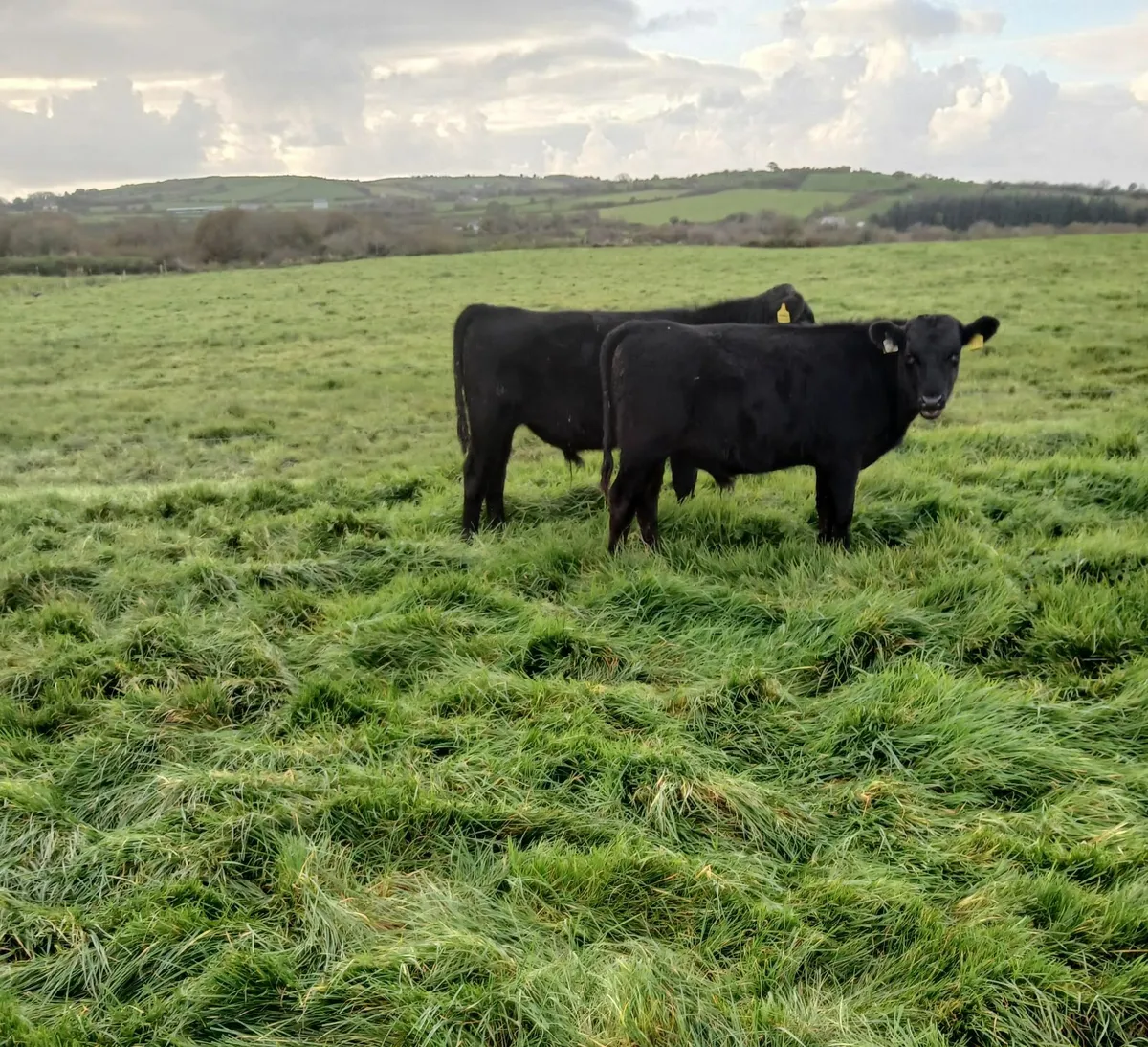 AA and Hereford bulls - Image 1