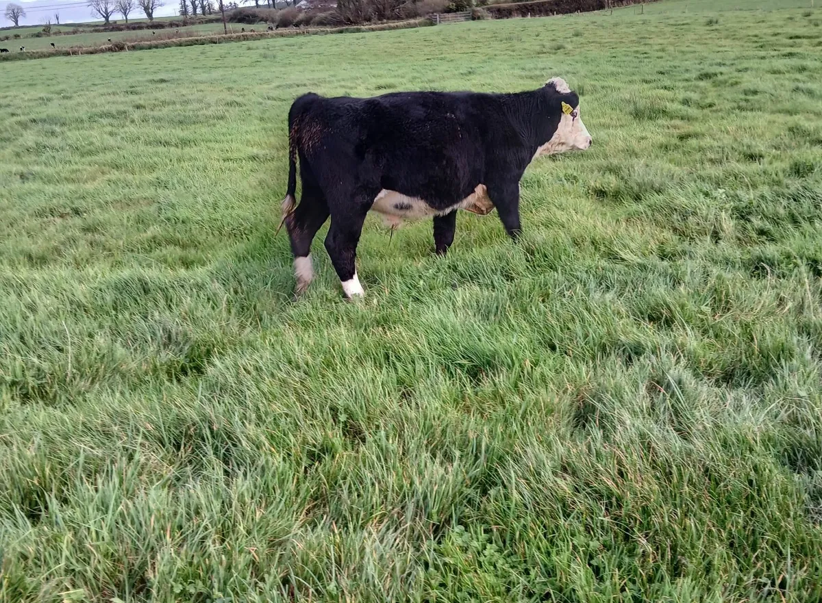 AA and Hereford bulls - Image 3