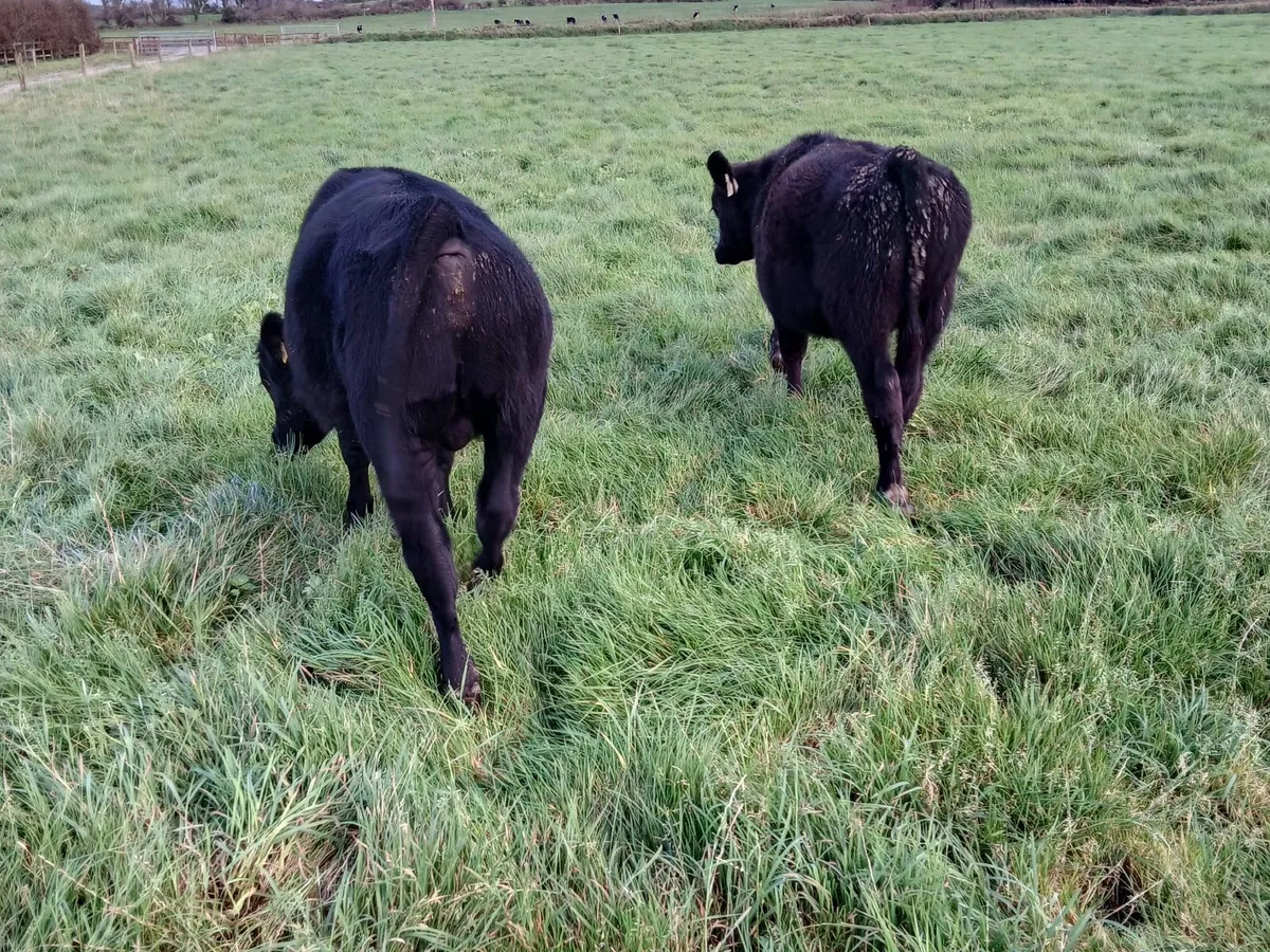 AA and Hereford bulls - Image 4