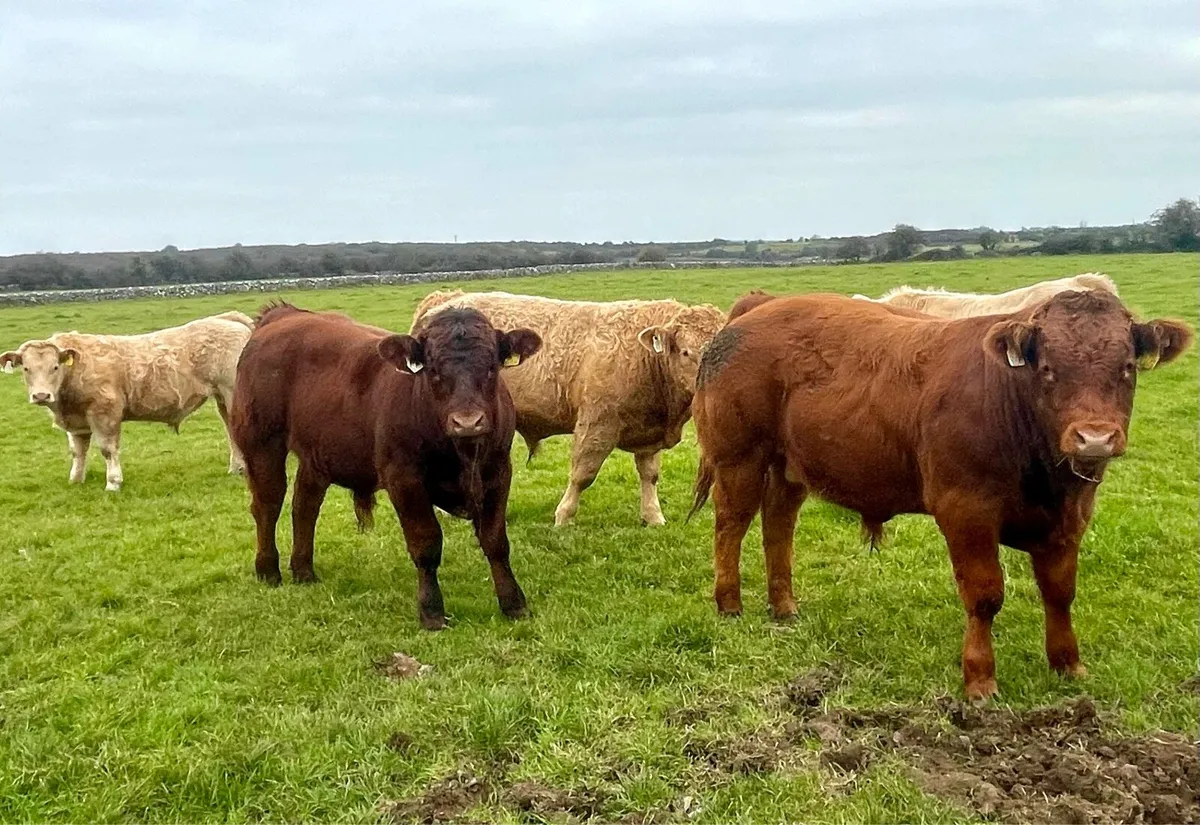 Bull Weanlings - Image 1