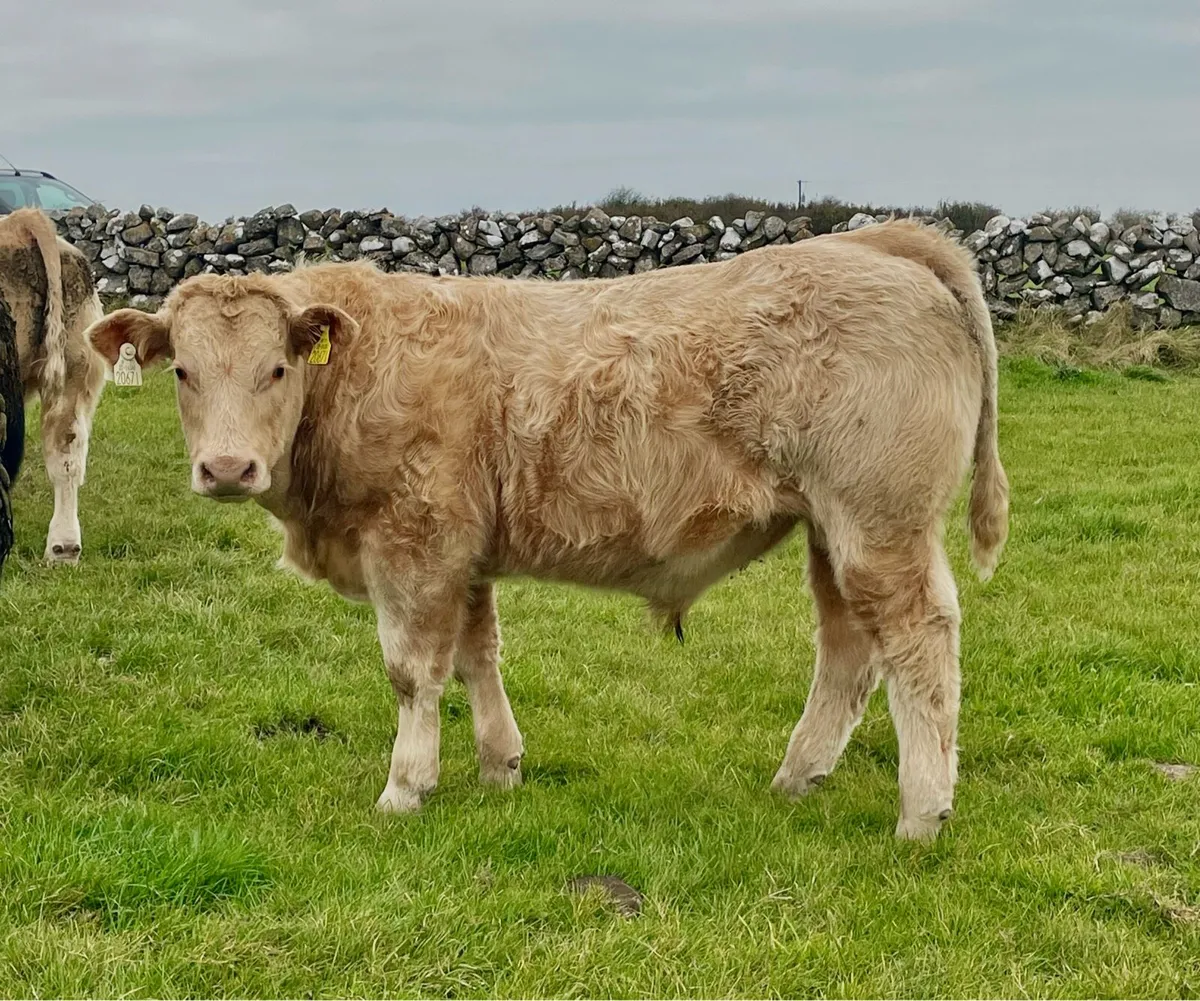 Bull Weanlings - Image 2