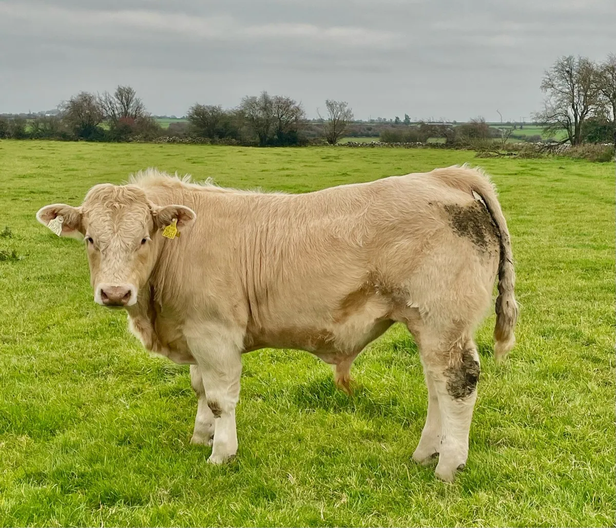 Bull Weanlings - Image 3