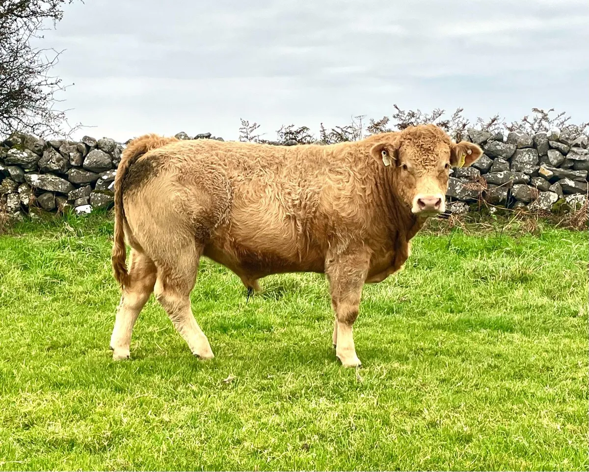 Bull Weanlings - Image 4
