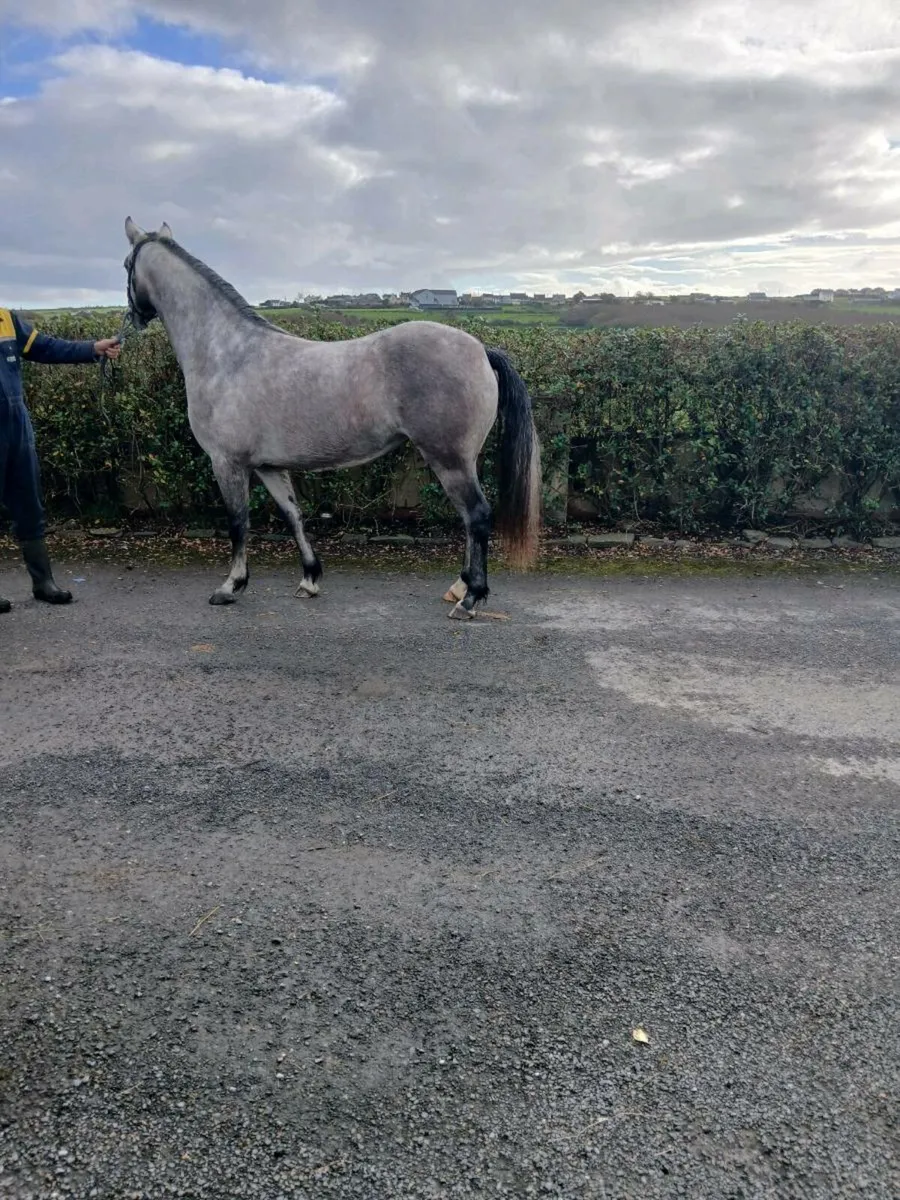 Connemara filly. Lot 252 Clifden - Image 2