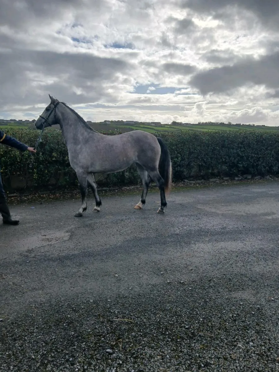 Connemara filly. Lot 252 Clifden - Image 3