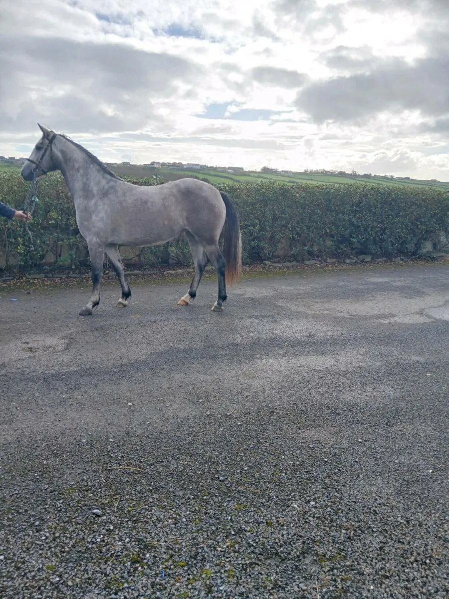 Connemara filly. Lot 252 Clifden - Image 1