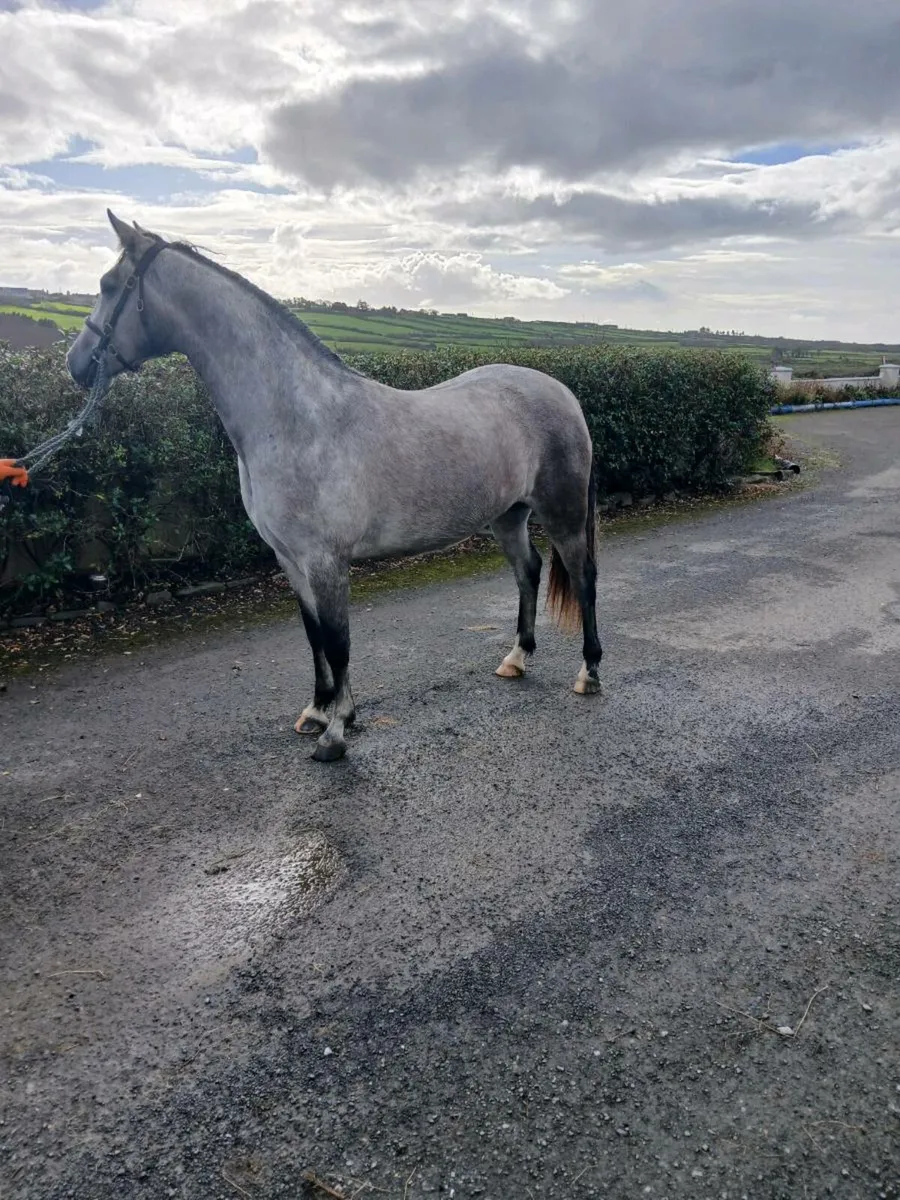 Connemara filly. Lot 252 Clifden - Image 4
