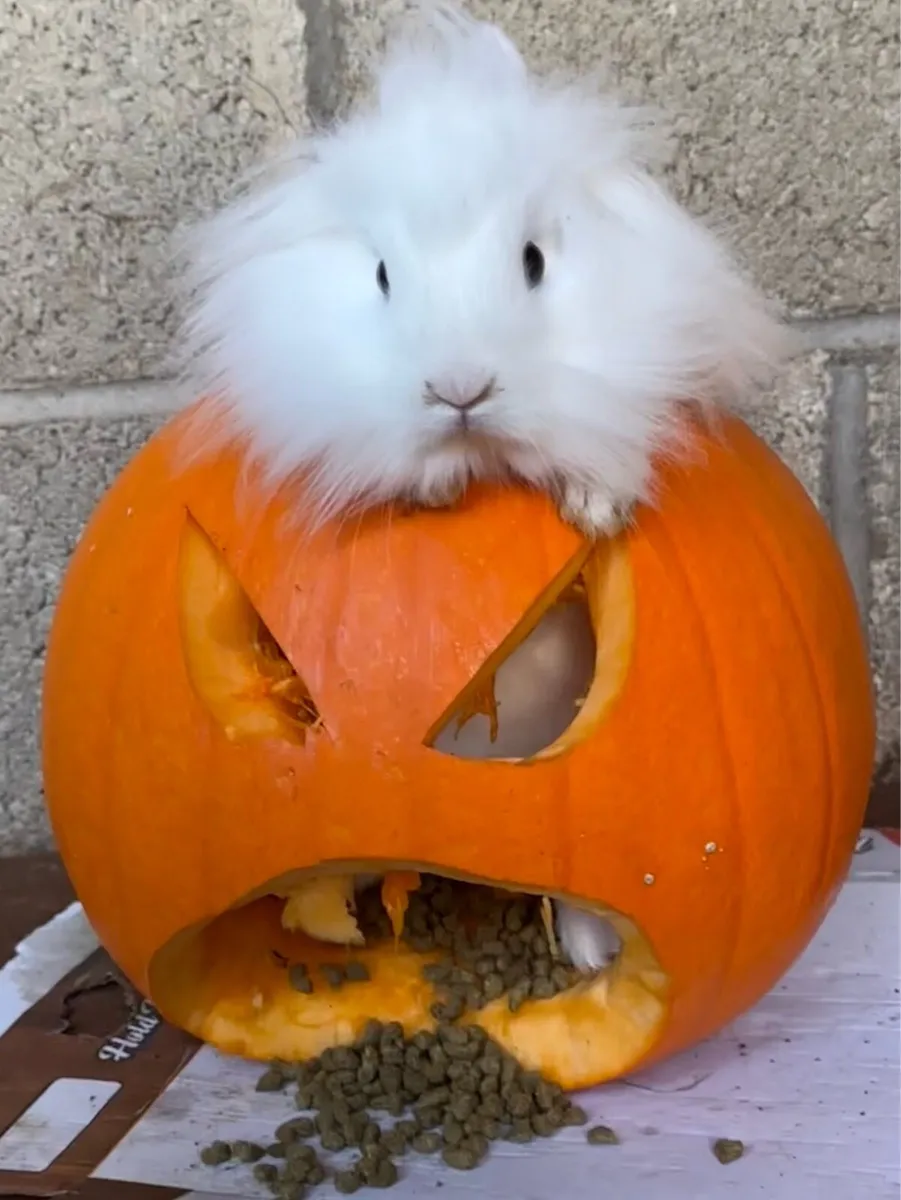 Teddy Netherland Dwarf - last one remaining! - Image 1