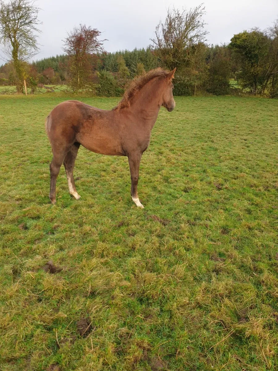 Filly foal - TIH - Image 2