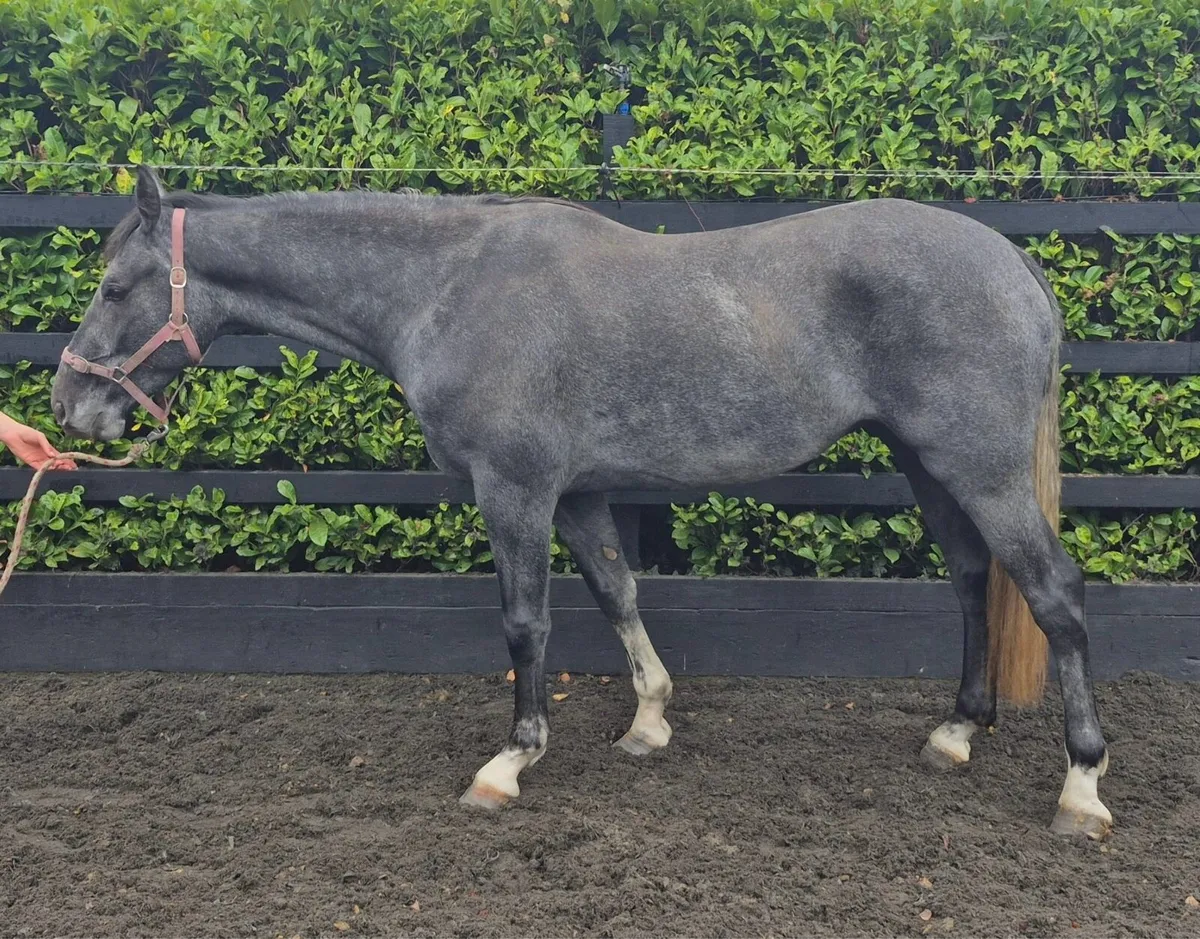 Smart 3yr old gelding - Image 1