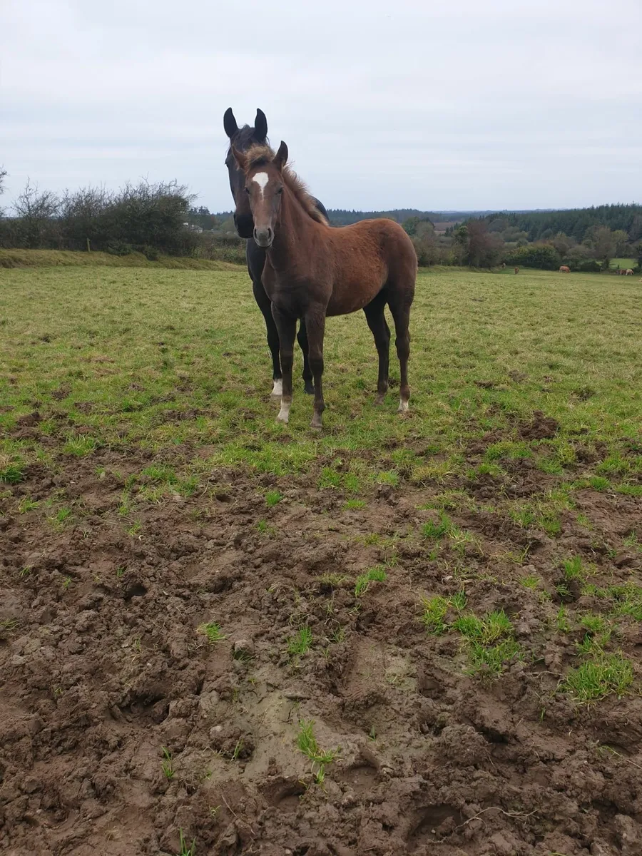 Filly foal - TIH - Image 3