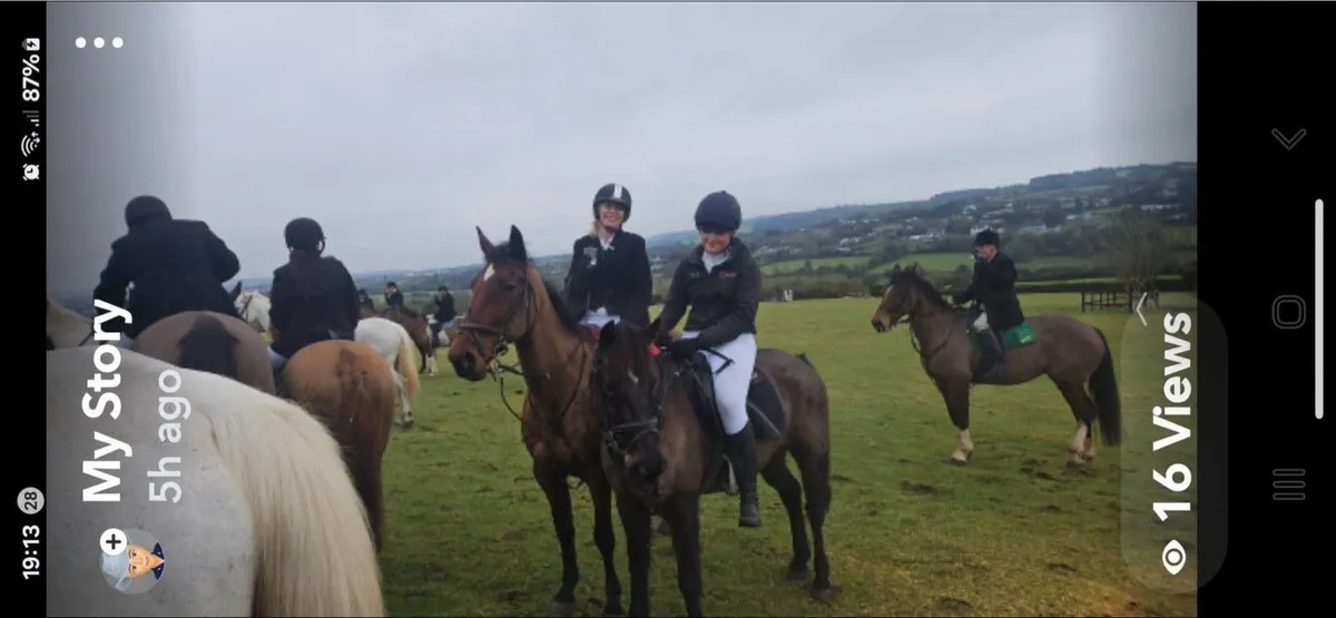 16hh Irish sports horse - Image 1