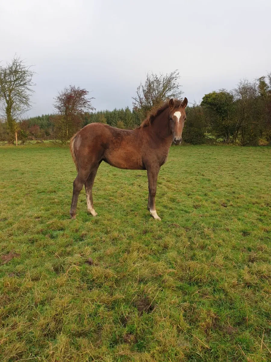 Filly foal - TIH - Image 4