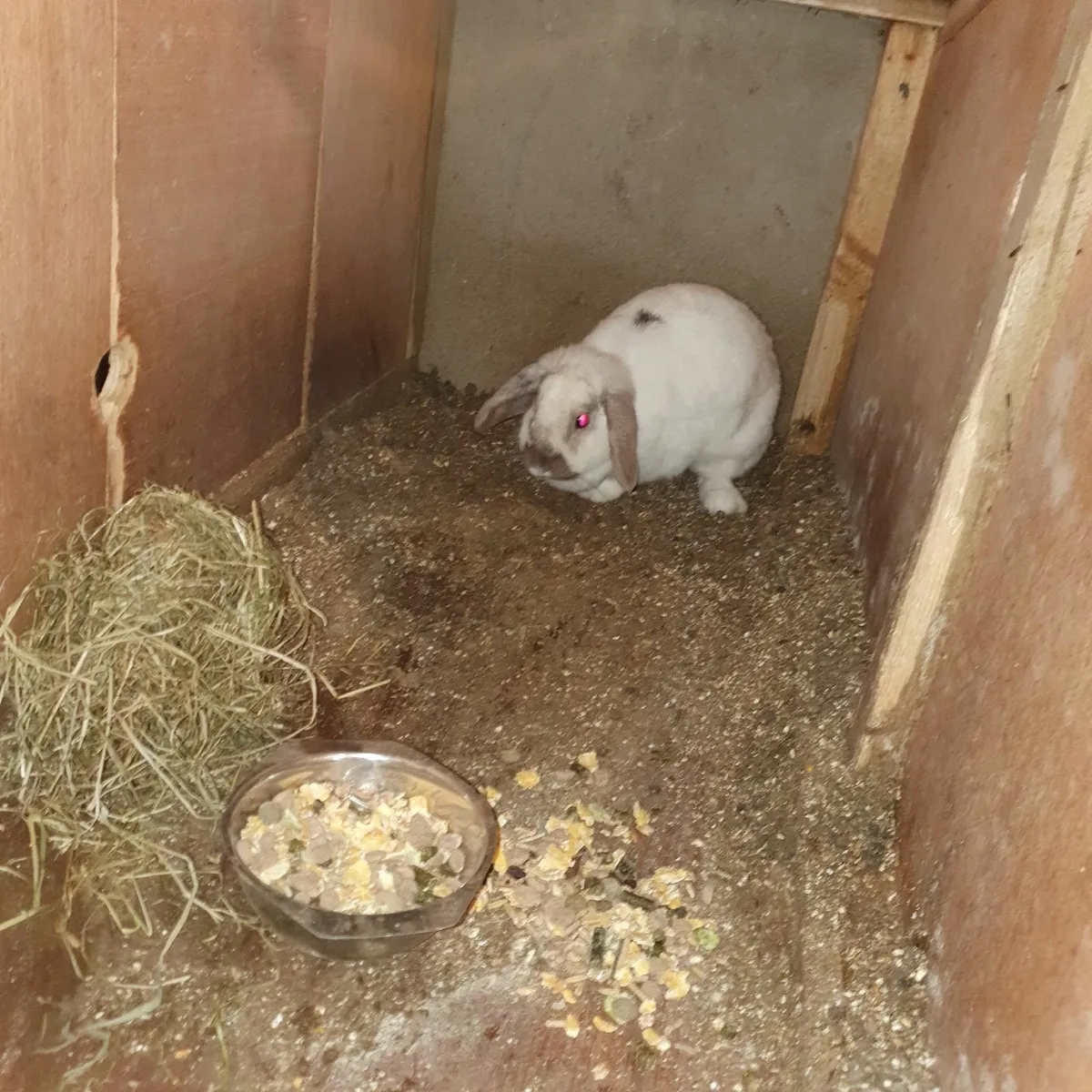 Pet rabbits - Image 2