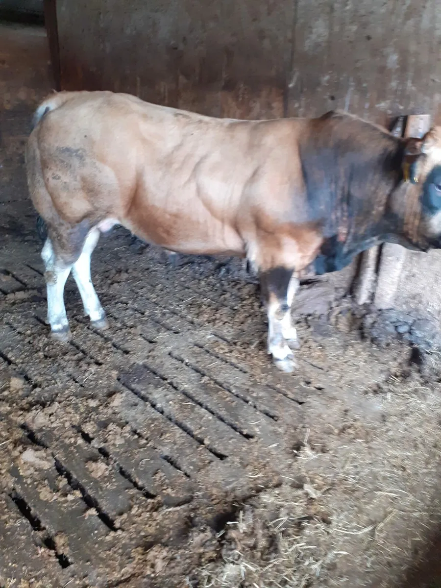 Parthenaise bull