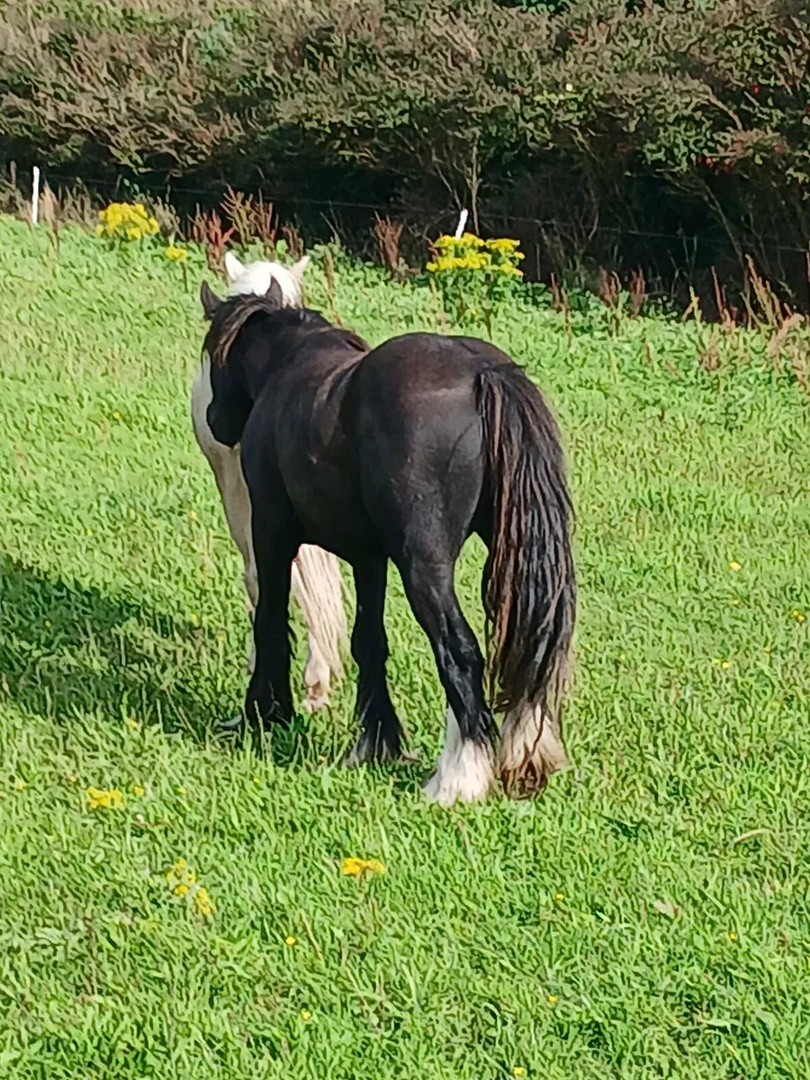 2yo gelding to make 14.2hh.....passported - Image 1