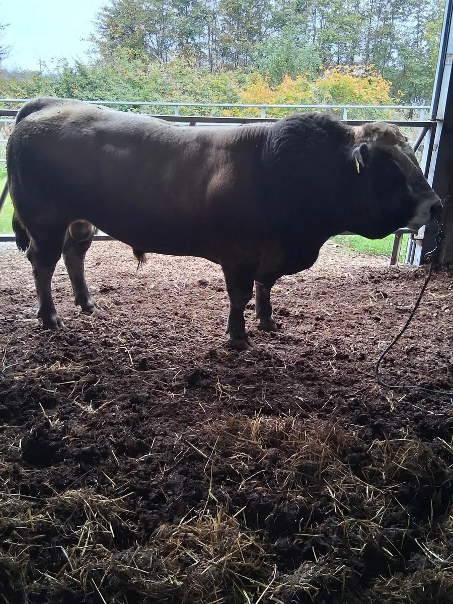 Aubrac  next Saturday at Tullamore mart Organic - Image 1
