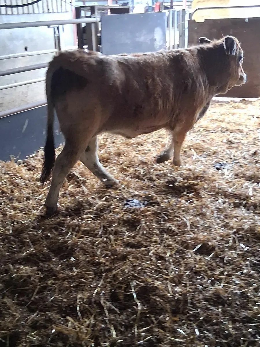 Aubrac  next Saturday at Tullamore mart Organic - Image 2