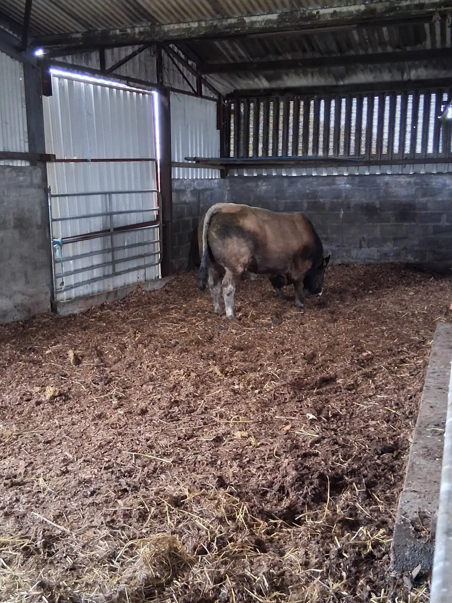 Aubrac  next Saturday at Tullamore mart Organic - Image 3