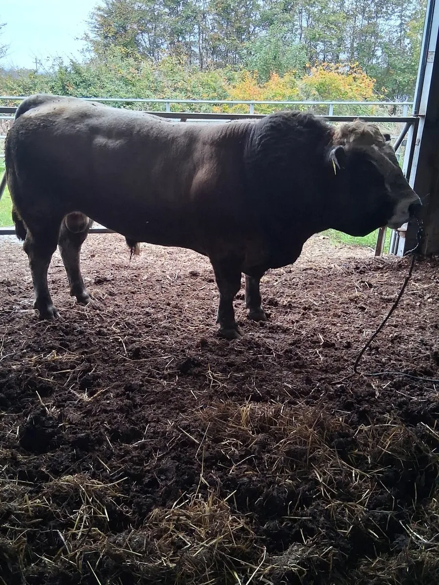 Aubrac  next Saturday at Tullamore mart Organic - Image 4